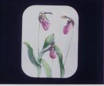 Pink Ladies Slipper.