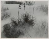[Yucca, scrub and grass on dunes]