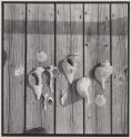 Shells