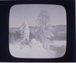 Foliage, near Geysers, Winter.