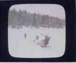 Elk, stalled in Snow.