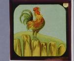 This is the Cock that crowed at Morn