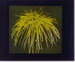 [Flower specimen]