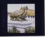 A Bronze Tortoise