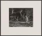 Cypress, Point Lobos
