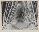 Artichoke Halved