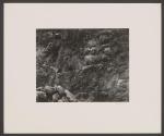 Cliff and Stonecrop, Point Lobos
