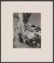 Cypress, Pebble Beach