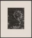 [Cypress, Point Lobos, 1930]
