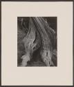 [Cypress, Point Lobos, 1930]