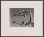 Uprooted Cypress