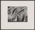 Cypress, Point Lobos