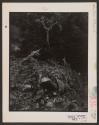 Point Lobos California, 1946