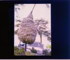 Rice Straw Stored in the Trees
