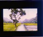 Orchards of Wax Berry Trees