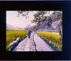Rice Ready for the Harvest