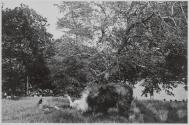 Central Park