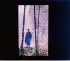 In a Bamboo Grove
