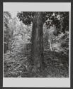 Earthworks, Fort Gilmer, Richmond, Virginia