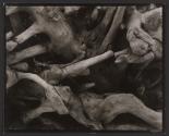Driftwood, Dark Roots, Maine