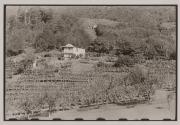 [House in orchard]