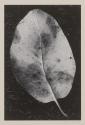 Leaf, Mt. Tamalpais