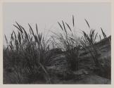 Dune Grass, Mendocino