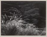 Grass, Arizona