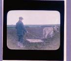 Harrowing With Donkey