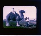 [W.W. Chapin seated on stone camel at Qin Dynasty tomb in Xi-an China]