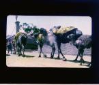 [Untitled]