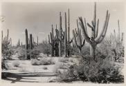 [Cacti in desert]