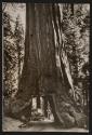 Giant redwood tree in Yosemite National Park, California