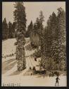 Badger Pass, Yosemite National Park, California