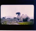 [stone camels]