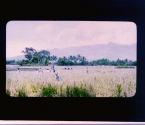 [Untitled]