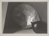 [Still life with shell]