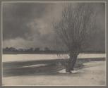 [Tree in snowy field]