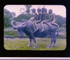 Java. The Water Buffalo - Going for a swim