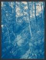[Trail through forest]