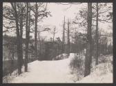 [Path through snowy forest]