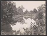 [Pond]