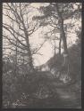 [Path through trees]