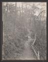 [Trail with wooden railings through forest]