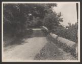 [Road through trees]
