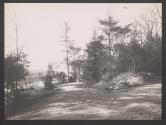 [Paths through forest]