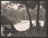 [River through trees]