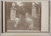 Sheep are being used in the Coleman Station Cemetery to cut the grass