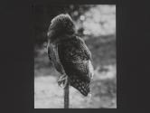 An owl on the Hollister Ranch, Gaviota, California