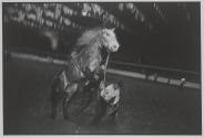 Garry Winogrand